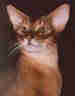 Abyssinian