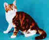 American Wirehair