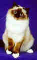 Birman