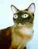 Burmese