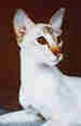 Colorpoint Shorthair