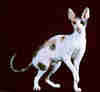 Cornish Rex