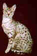 Egyptian Mau