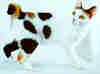 Japanese Bobtail
