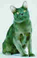 Korat