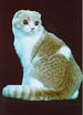Scottish Fold