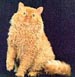 Selkirk Rex