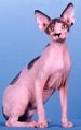 Sphynx