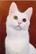 Turkish Angora