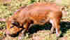 Kunekune