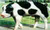 Spots