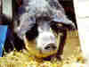 Wellschwein